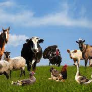 Consultare publică – Regulamentul cu privire la întreținerea animalelor și păsărilor în proprietate privată a gospodăriilor 