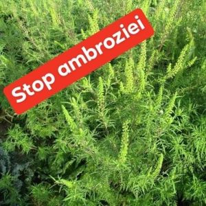 Anunț – Combaterea ambroziei