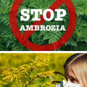 Stop Ambrozia