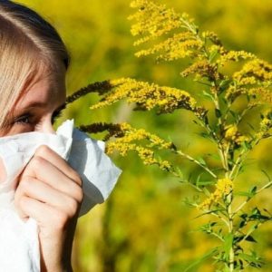 ANUNȚ Combaterea și prevenirea răspândirii buruienii ambrozia