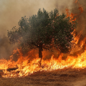 Având în vedere temperaturile ridicate și incendiile de vegetație uscată, Vă aducem la cunoștințe măsurile antiincendiare